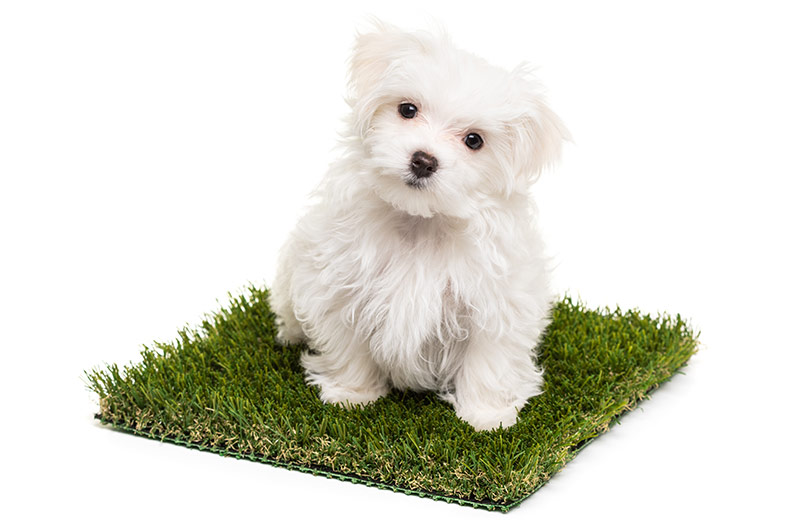 Cute Maltese Puppy Dog Sitting on Section of Artificial Turf Grass