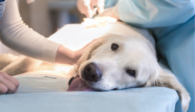 Ill labrador retriever is examined by veterinarians while lying on a table in veterinary clinic