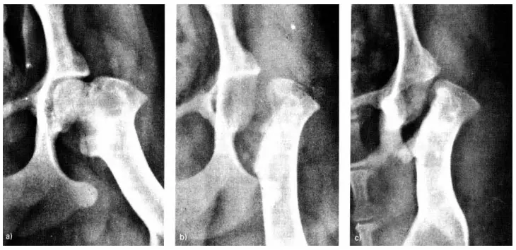 FHO1 - Legg-Calve-Perthes hastalığı ve FHO ameliyatı olan sekiz aylık 5 kg Jack Russell Terrier'in radyografileri röntgeni Femur Başı ve Boyun Ozektomisi ameliyat öncesi ve sonrası