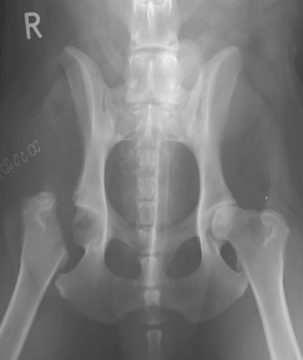 FHO2 Post operative x-ray of a dog with Femoral Head and Neck Ostectomy