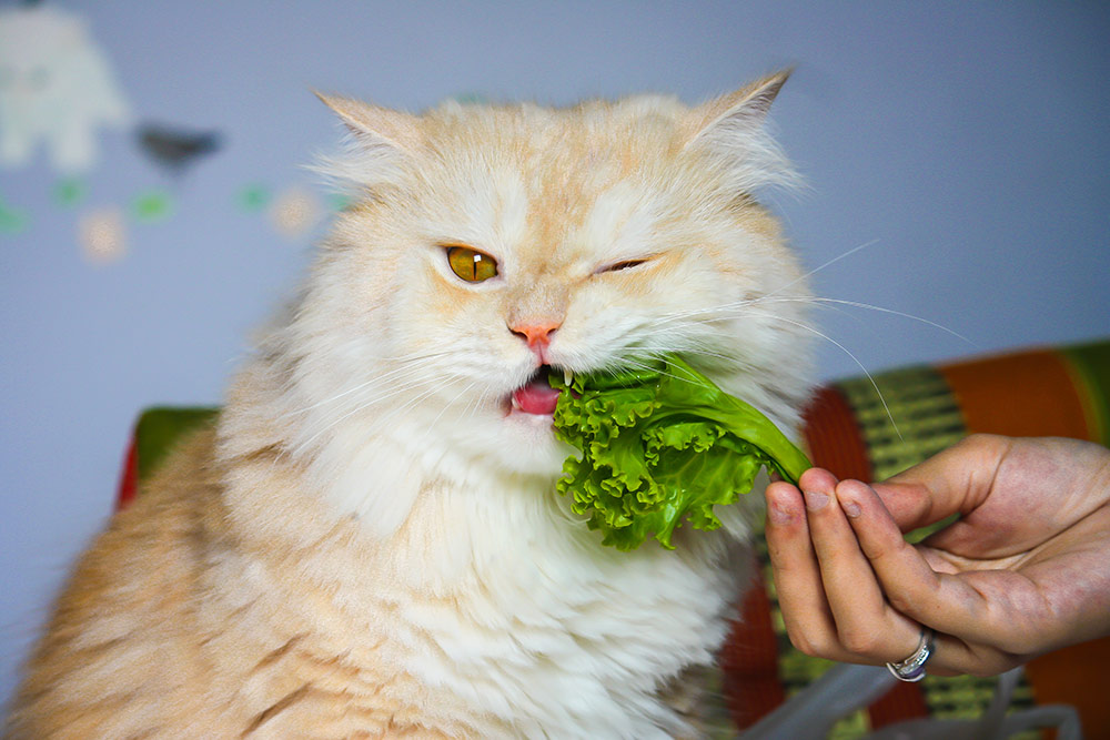 Persian or Chinchila cat eating vegetable in owner hand