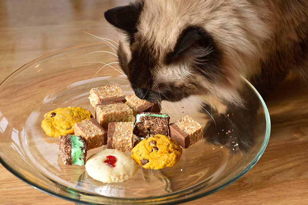 Ragdoll Cat Tasting Baking Sweets from a Glass Plate
