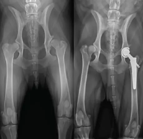 Total Hip Replacement - Jackson Animal Hospital