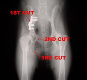TPO 1 xray showing the cuts that were made in Triple Pelvic Osteotomy procedure in dog