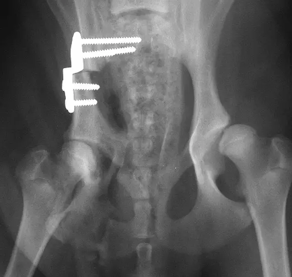 Köpekte yapılan Üçlü Pelvis Osteotomisini gösteren TPO 2 Röntgeni