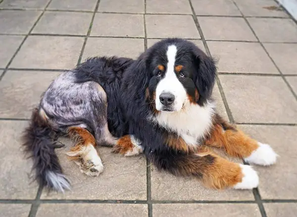 Bernese mountain dog recovering from hip surgery