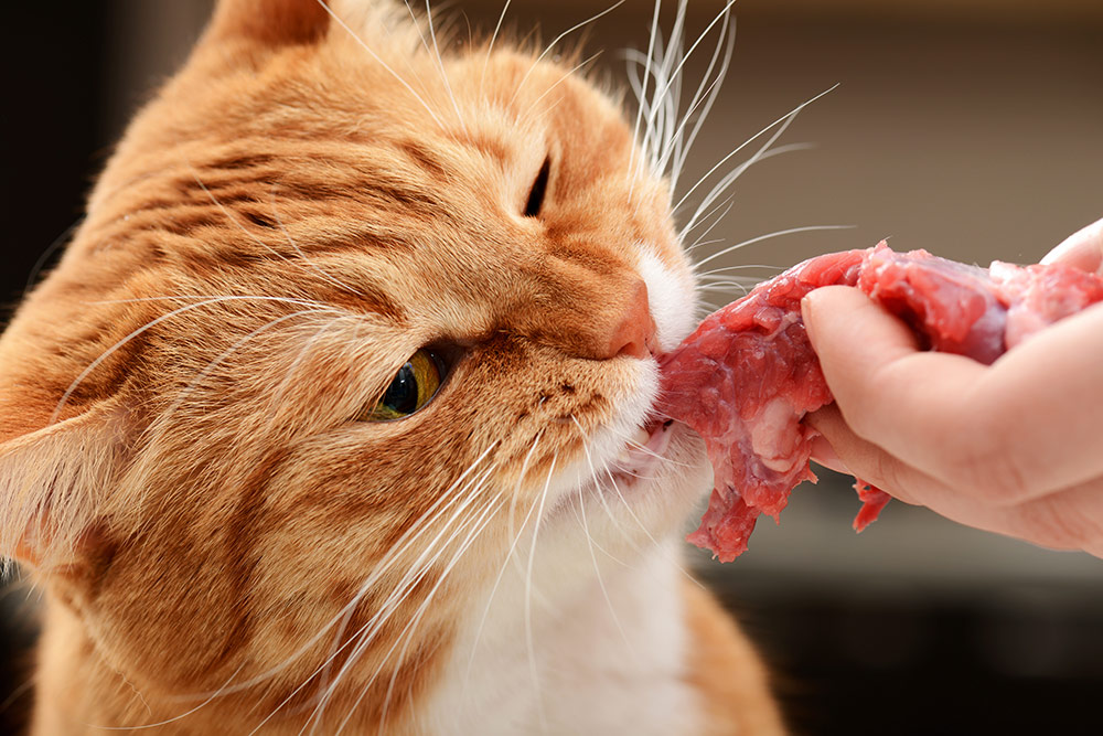 domestic shorthair ginger cat eating raw meat