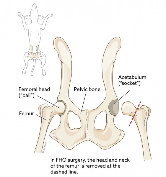 femoral head osectomy in dogs diagram