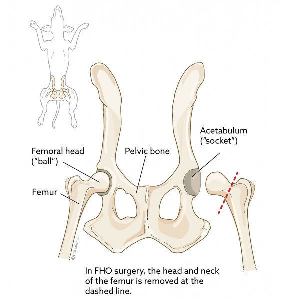 43 Top Pictures Cat Dislocated Hip False Joint - Vet Orthopaedic Referrals Ireland- fractures spine ...