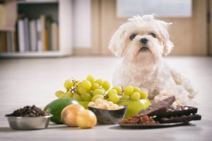 Human foods that are bad for dogs Bow Wow Meow