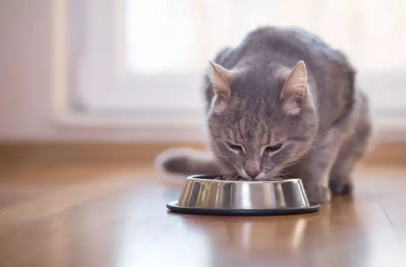 can i feed my cat dog food once