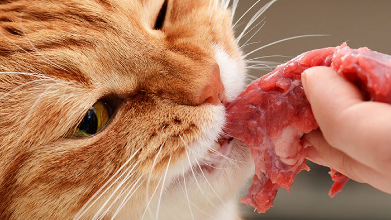 What Human Foods Can Cats Eat Cat Food Alternatives