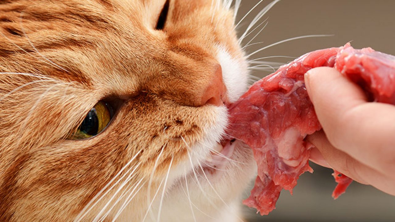 What human foods can cats eat? | Cat Food Alternatives