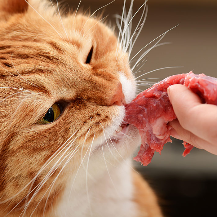 thumbnail domestic shorthair ginger cat eating raw meat