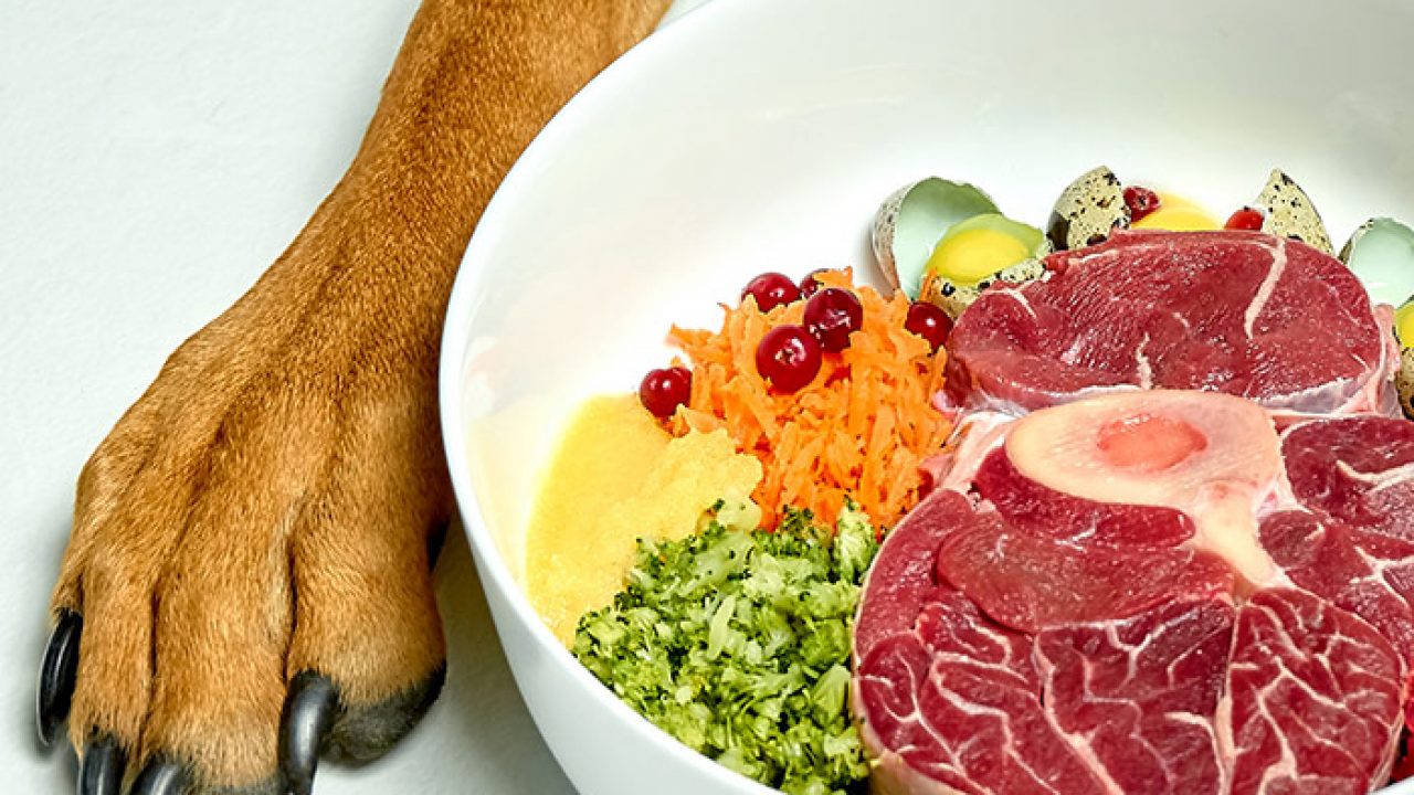 what human food is good for dogs