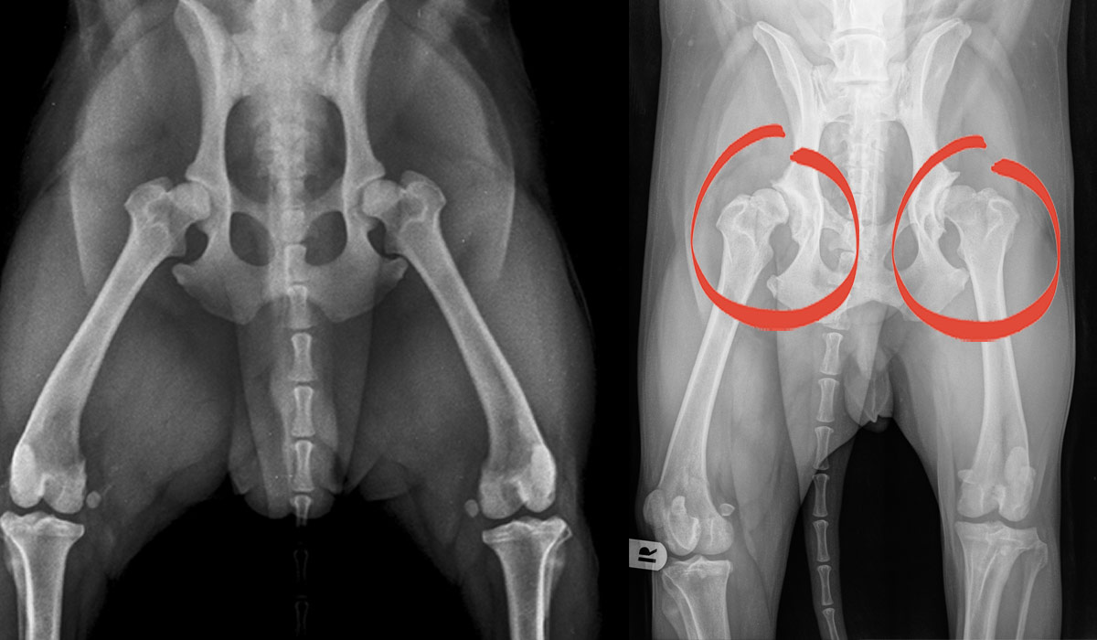 xray of dog hips with healthy hips on the left and hip dysplasia on the right