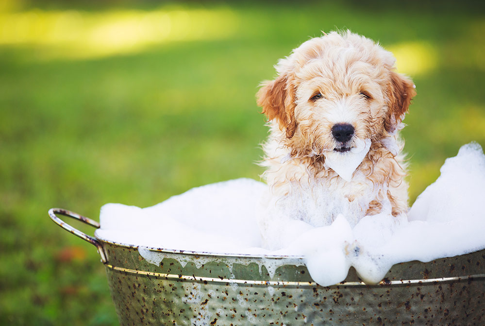 Adorable Cute Young Puppy Outside in the Yard Taking a Bath Covered in Soapy Bubbles