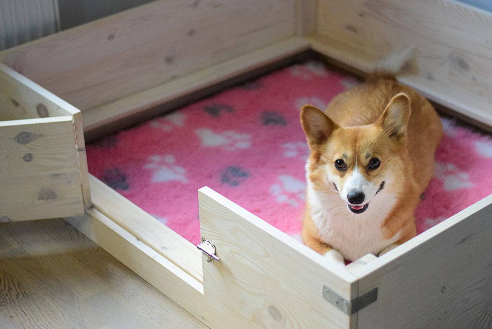 Happy pregnant welsh corgi pembroke female in a wooden whelping box expecting puppies