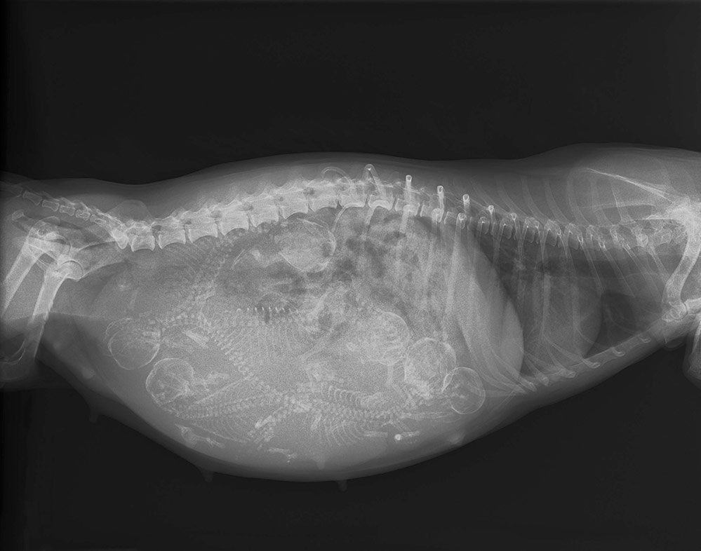 Pregnant dog x-ray image
