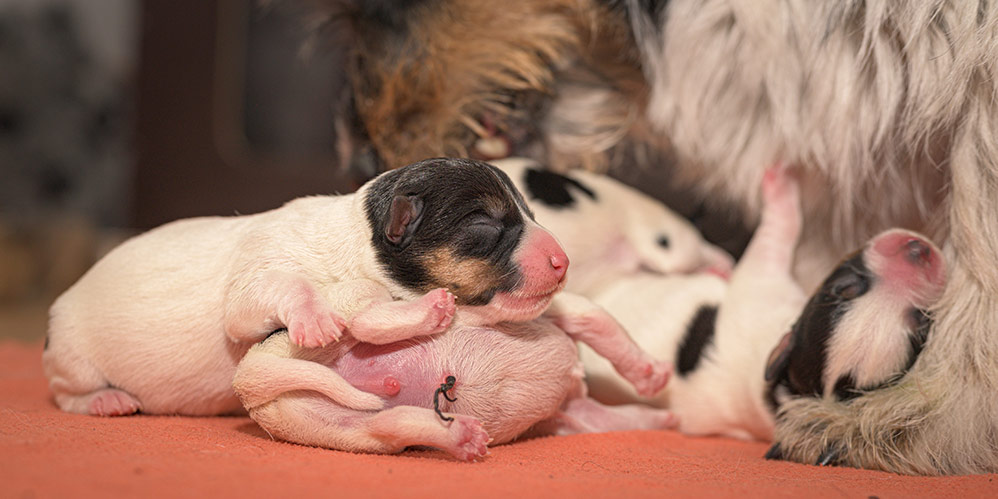 Pups on the day of birth. 0 days old. Purebred very small Jack Russell Terrier baby dogs with her mother. Newborn puppies are drinking at the bitch