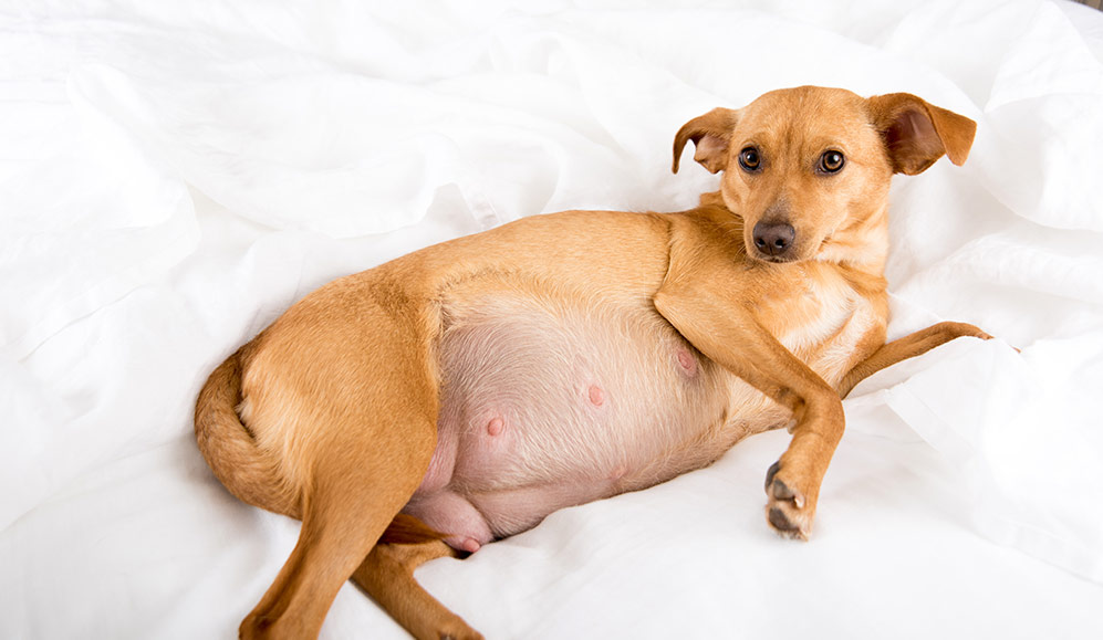 Very Pregnant Terrier Mix Dog Relaxing On White Sheets 