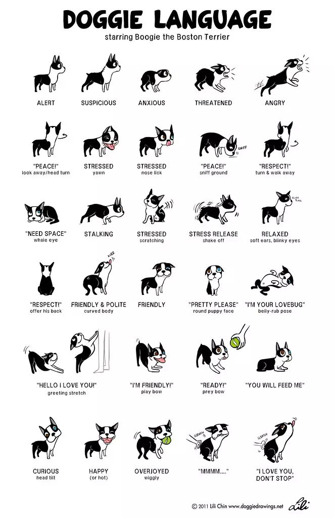 how do you say stop in dog language