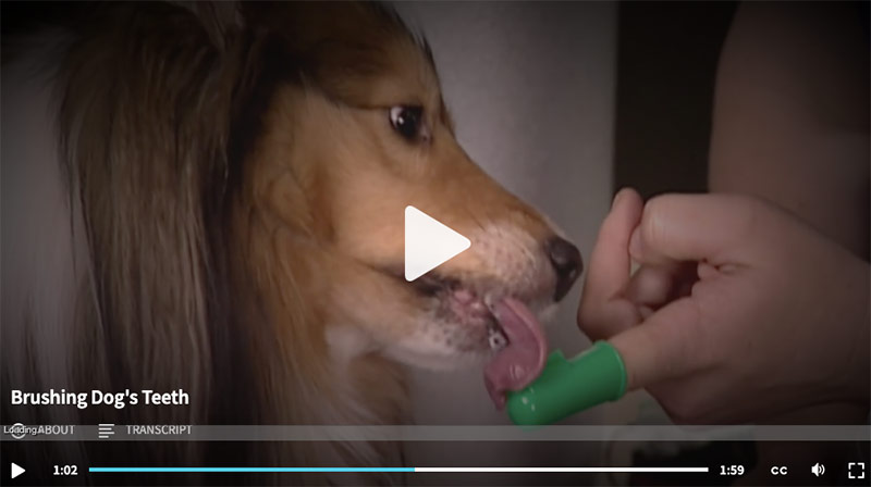 screenshot petmd video how to brush dogs teeth