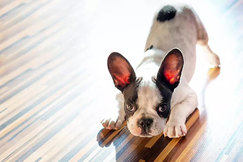 how do you tell if a dog is happy or angry