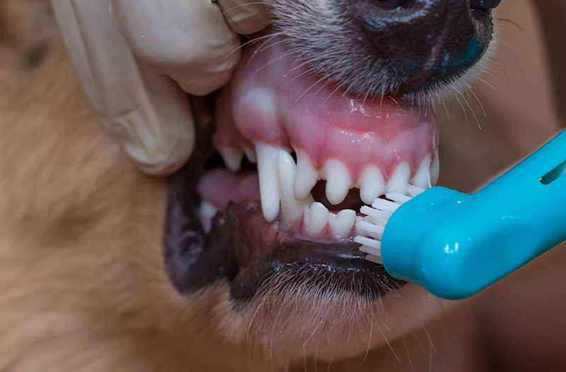 A vet in a medical gloves is brushing dogs teeth Toothbrush dressed on a finger