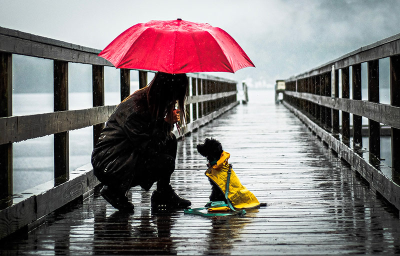 Owner protection puppy from the rain on a dock during a storm