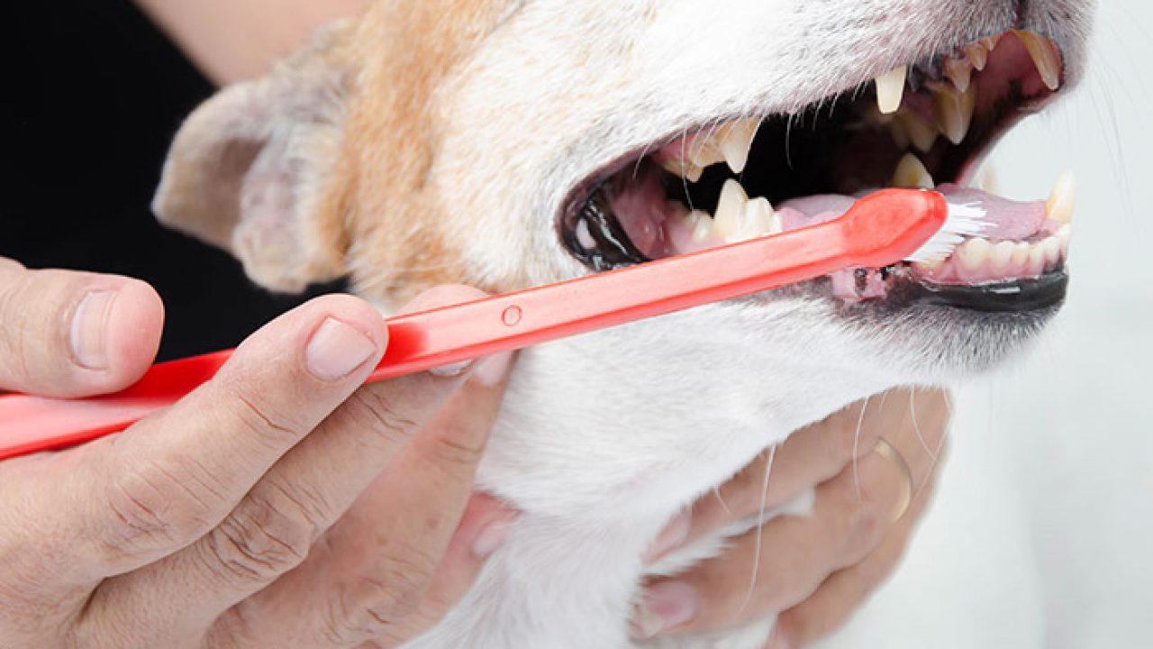 dog tooth care