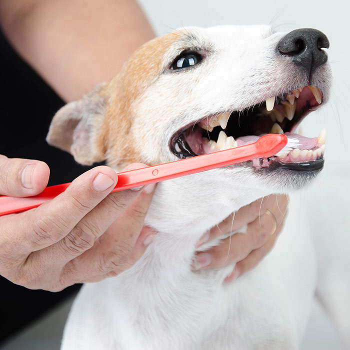 hand brushing dogs tooth for dental care thumbnail