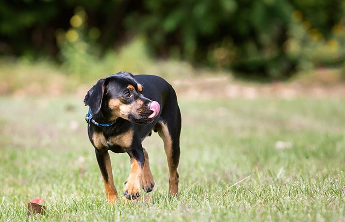A black and tan dog is outside and looking of to the side while licking lips
