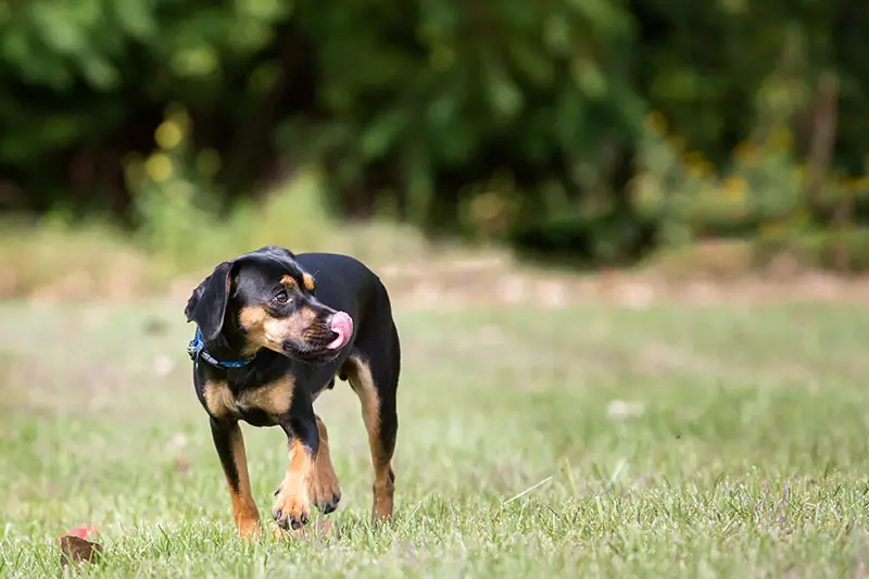 dog outside licking lips