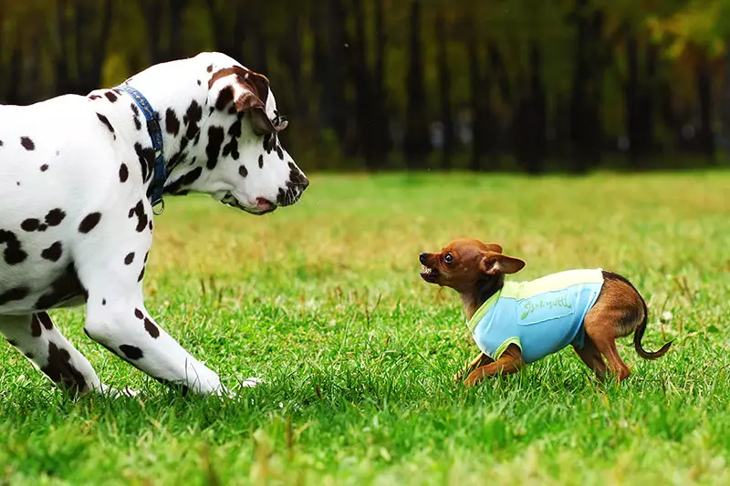 Small dog toy Terrier in clothes bares his teeth at a large Dalmatian summer in the Park for a walk