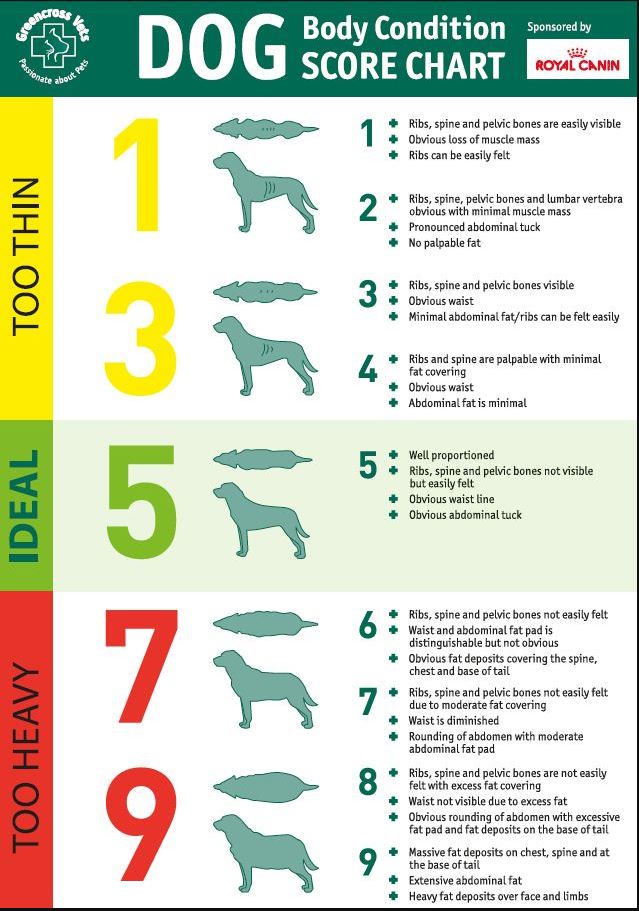 body cionditioning dog body weight chart-chart royal canin