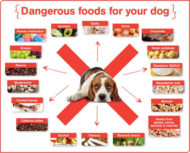 Foods Bad for Dogs What to Feed & Not Feed Your Dog