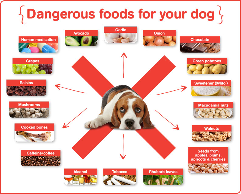 Foods Dangerous To Dogs Deals