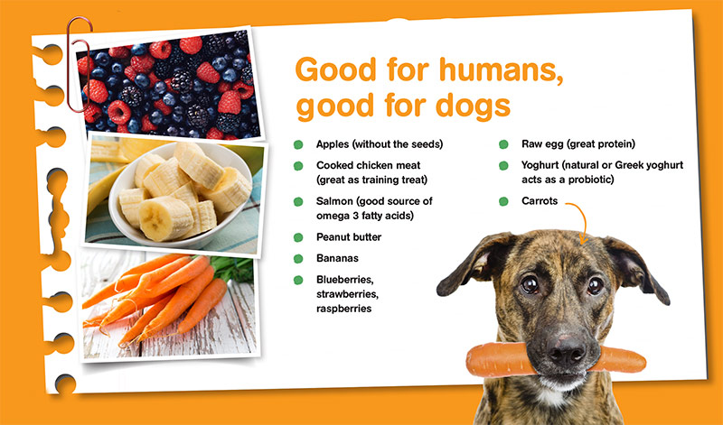 good foods for humans good foods for dogs