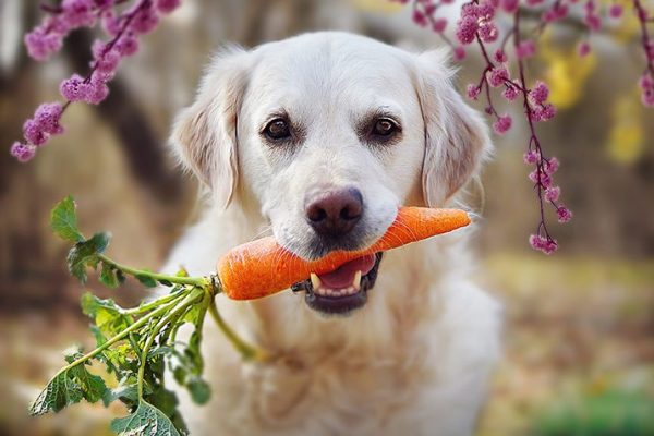 Labrador dog outdoors with a fresh, whole carrot in its mouth