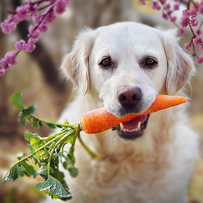 labrador holding carrot in his mouth