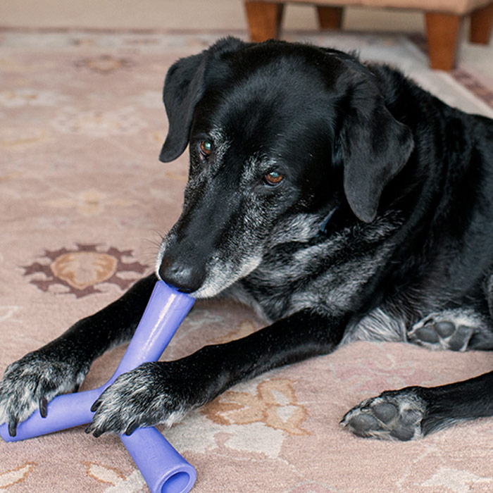 Old Black Dog with Gray Muzzle Relaxing at Home Playing with Treat Toy thumbnail