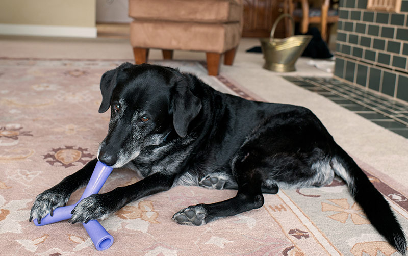 Old Black Dog with Gray Muzzle Relaxing at Home Playing with Treat Toy