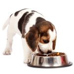Puppy Diet, Food & Schedule