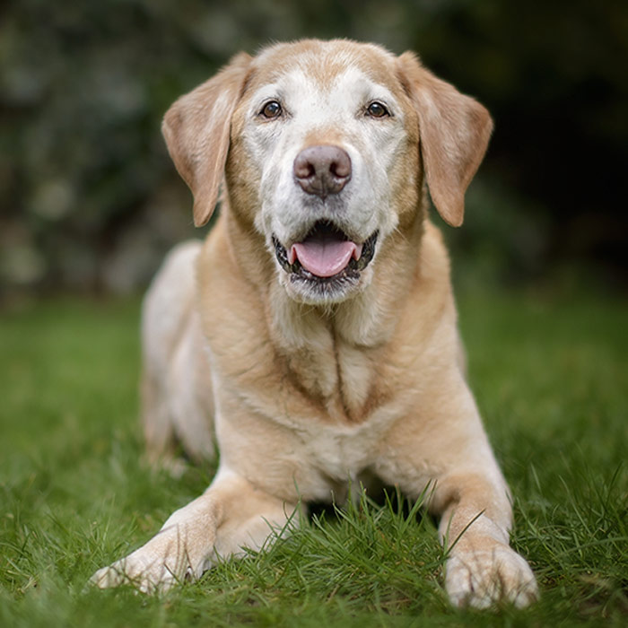 Old Golden Labrador Dog Lies in Green Garden