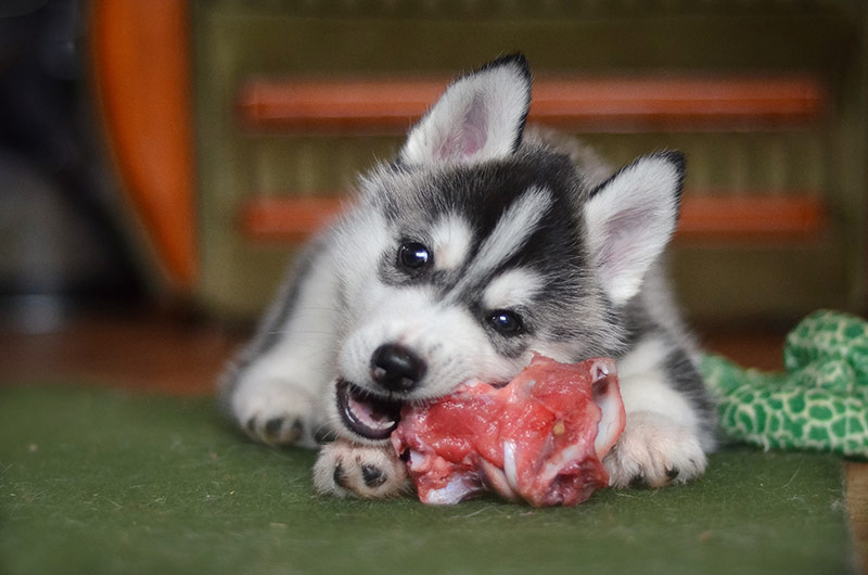 husky puppy eating raw meat