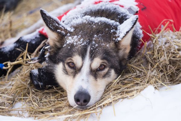 Alaskan Husky dog lying down to rest after an active day in the snow