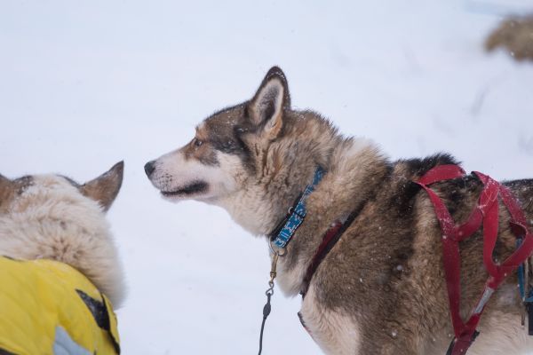 Alaskan Husky dogs stand outdoors in the snow ready to sled