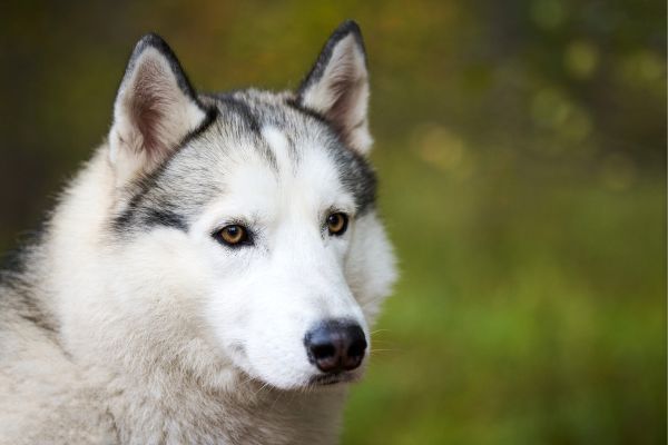 Alaskan Husky dog breed