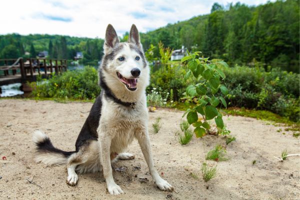 Alaskan Husky dog sitting on the ground